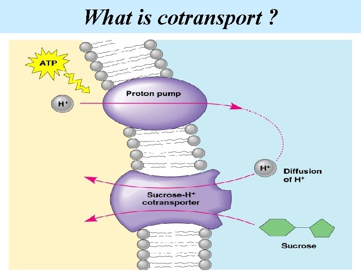 What is cotransport ? 