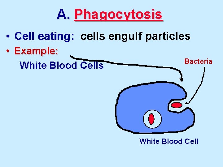A. Phagocytosis • Cell eating: cells engulf particles • Example: White Blood Cells Bacteria