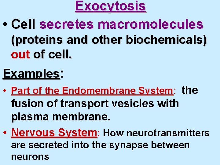 Exocytosis • Cell secretes macromolecules (proteins and other biochemicals) out of cell. Examples: •