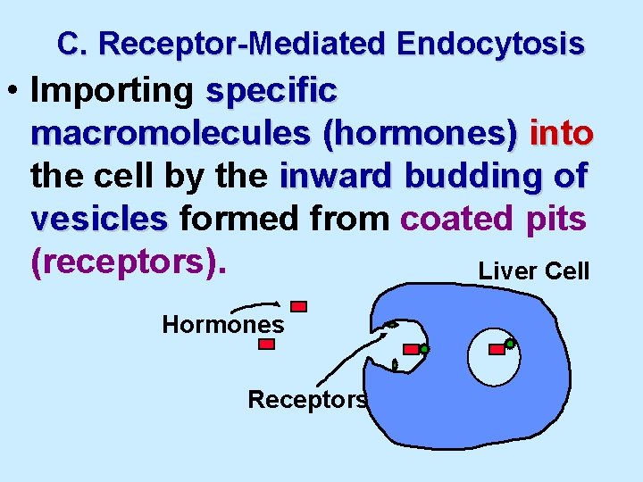 C. Receptor-Mediated Endocytosis • Importing specific macromolecules (hormones) into the cell by the inward
