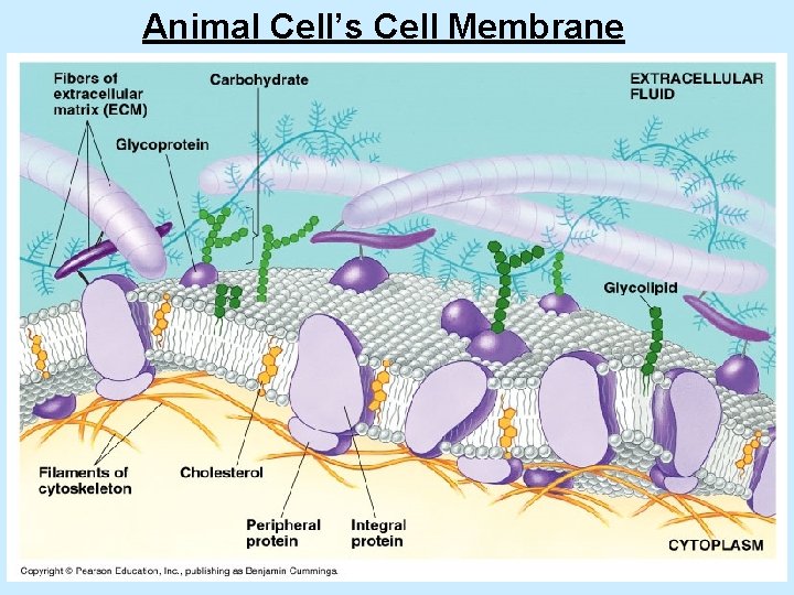Animal Cell’s Cell Membrane 