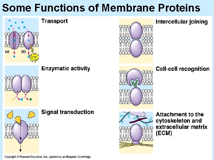Some Functions of Membrane Proteins 