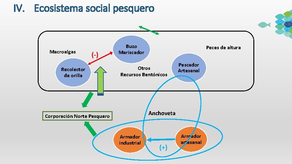 IV. Ecosistema social pesquero Macroalgas (-) Recolector de orilla Buzo Mariscador Peces de altura