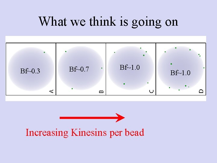 What we think is going on Bf~0. 3 Bf~0. 7 Bf~1. 0 Increasing Kinesins