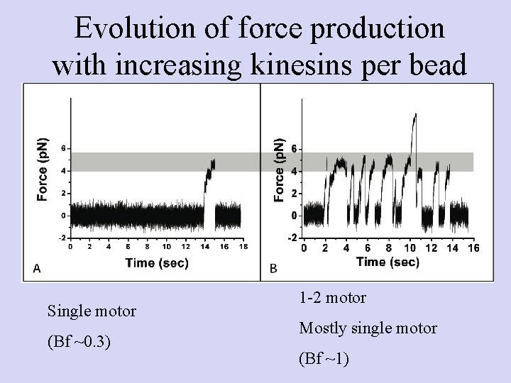 Evolution of force production with increasing kinesins per bead Single motor (Bf ~0. 3)