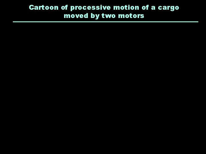 Cartoon of processive motion of a cargo moved by two motors 