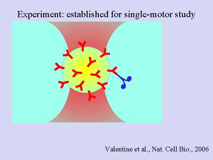 Experiment: established for single-motor study Valentine et al. , Nat. Cell Bio. , 2006