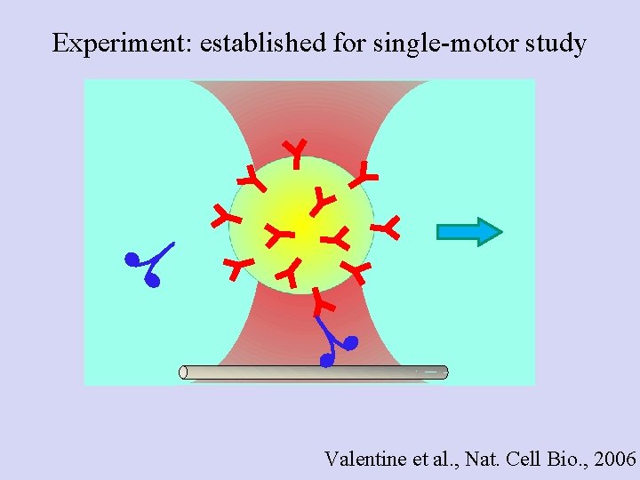 Experiment: established for single-motor study Valentine et al. , Nat. Cell Bio. , 2006