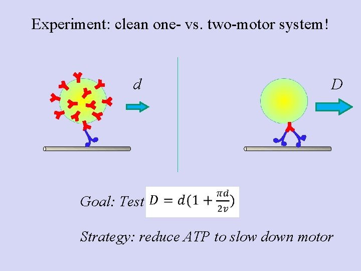 Experiment: clean one- vs. two-motor system! d D Goal: Test Strategy: reduce ATP to