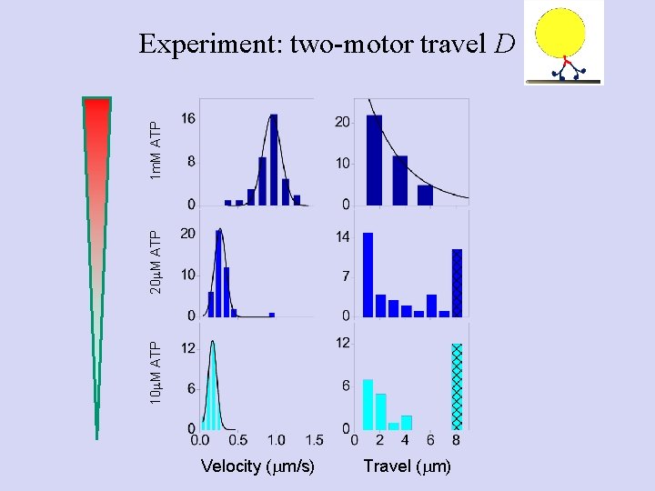 10 m. M ATP 20 m. M ATP 1 m. M ATP Experiment: two-motor