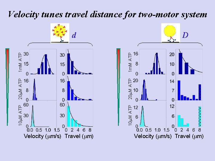 Velocity tunes travel distance for two-motor system D 10 m. M ATP 20 m.