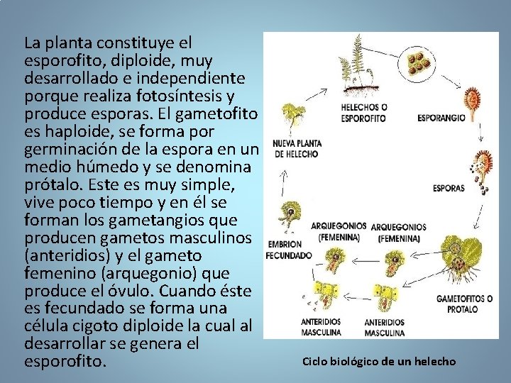 La planta constituye el esporofito, diploide, muy desarrollado e independiente porque realiza fotosíntesis y