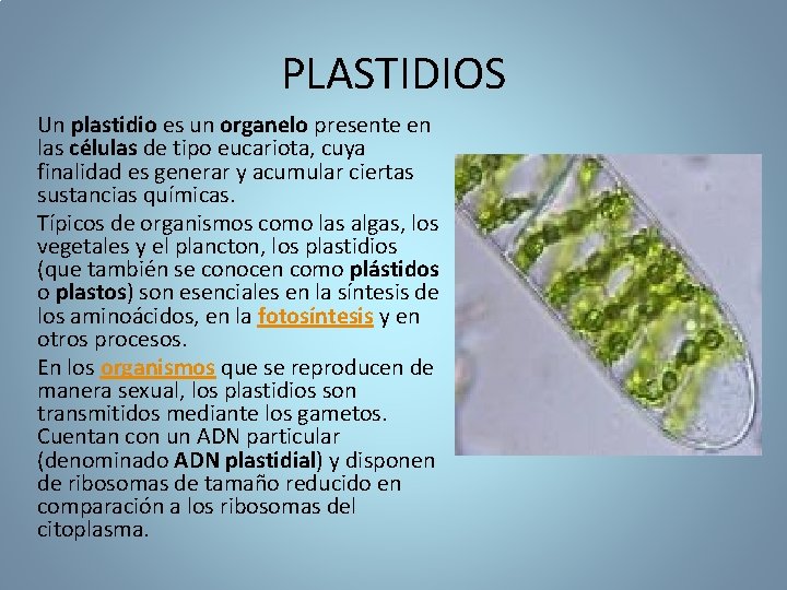 PLASTIDIOS Un plastidio es un organelo presente en las células de tipo eucariota, cuya