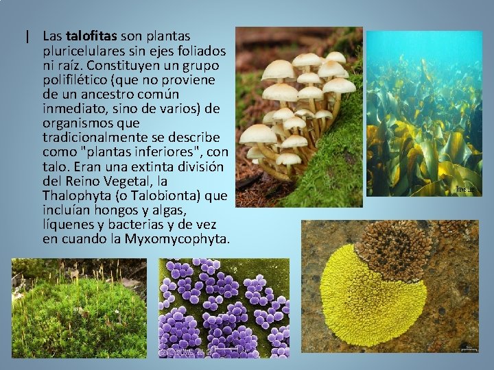 | Las talofitas son plantas pluricelulares sin ejes foliados ni raíz. Constituyen un grupo