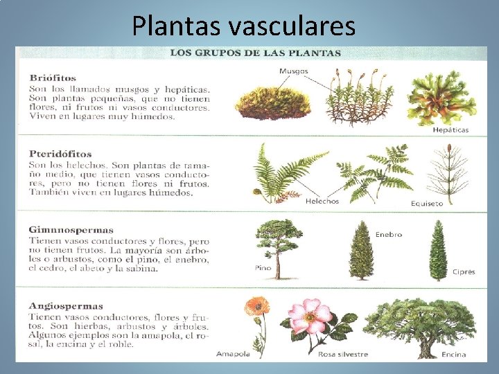 Plantas vasculares 