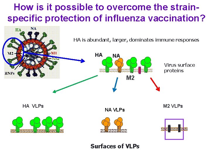 How is it possible to overcome the strainspecific protection of influenza vaccination? HA is