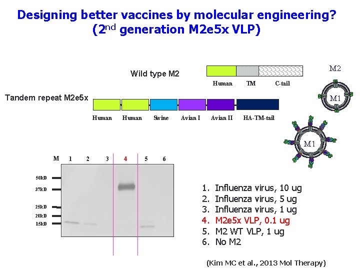 Designing better vaccines by molecular engineering? (2 nd generation M 2 e 5 x