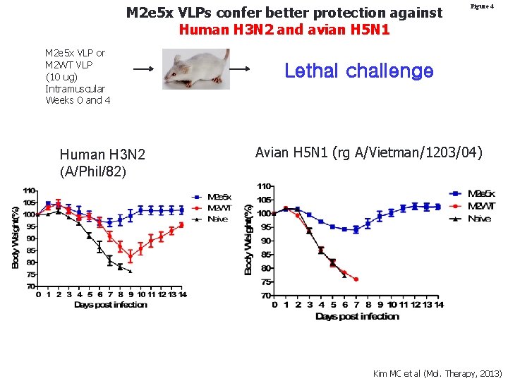 M 2 e 5 x VLPs confer better protection against Human H 3 N