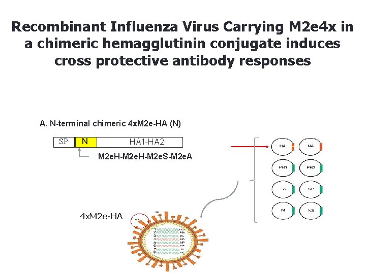 Recombinant Influenza Virus Carrying M 2 e 4 x in a chimeric hemagglutinin conjugate