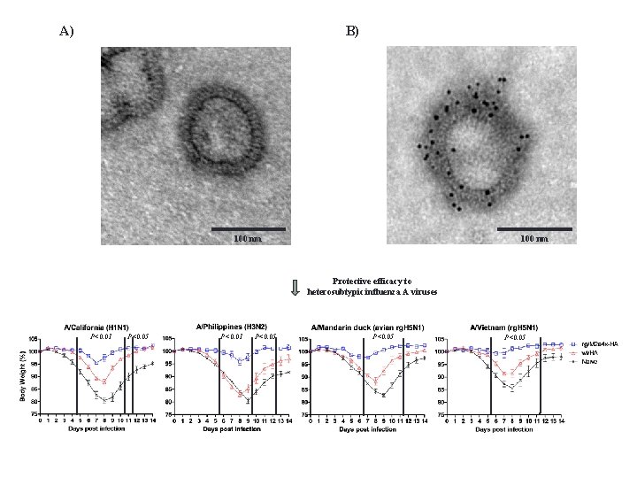 B) A) 100 nm Protective efficacy to heterosubtypic influenza A viruses P<0. 01 P<0.