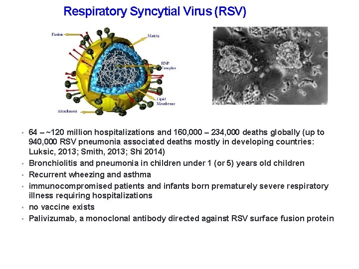 Respiratory Syncytial Virus (RSV) • 64 – ~120 million hospitalizations and 160, 000 –