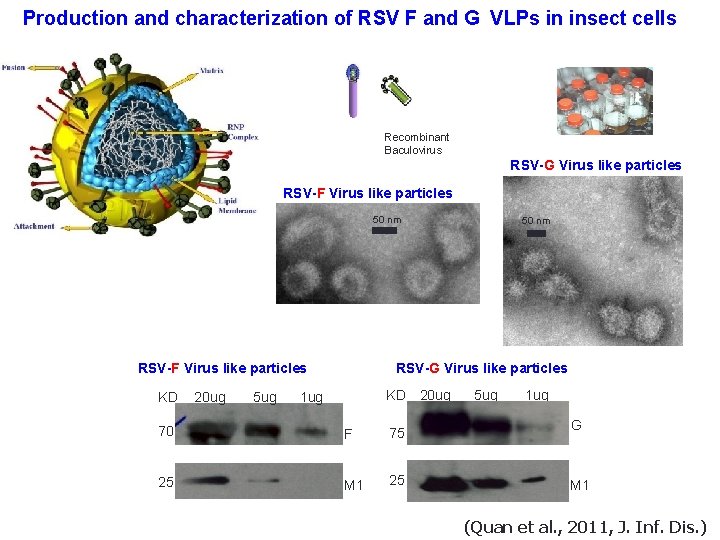 Production and characterization of RSV F and G VLPs in insect cells Recombinant Baculovirus
