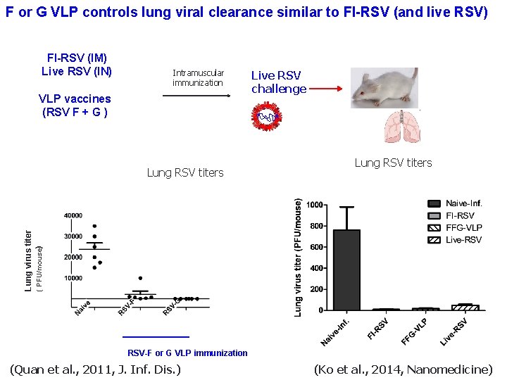 F or G VLP controls lung viral clearance similar to FI-RSV (and live RSV)