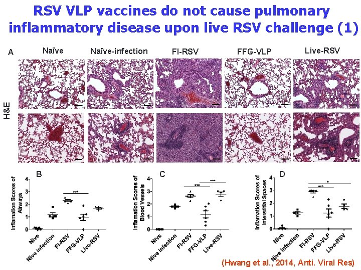 RSV VLP vaccines do not cause pulmonary inflammatory disease upon live RSV challenge (1)