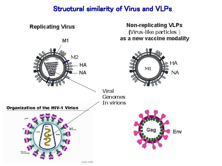Structural similarity of Virus and VLPs Non-replicating VLPs (Virus-like particles ) as a new