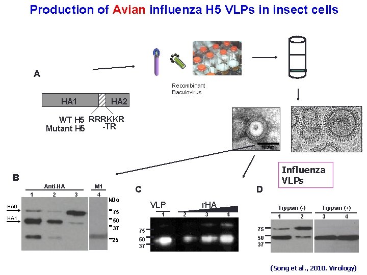 Production of Avian influenza H 5 VLPs in insect cells A Recombinant Baculovirus HA