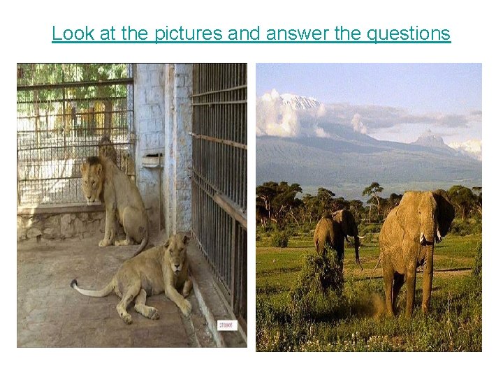 Look at the pictures and answer the questions 