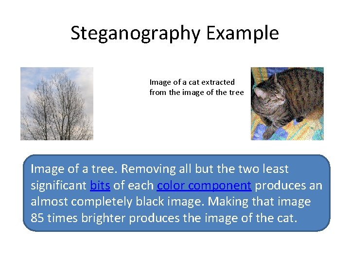Steganography Example Image of a cat extracted from the image of the tree Image