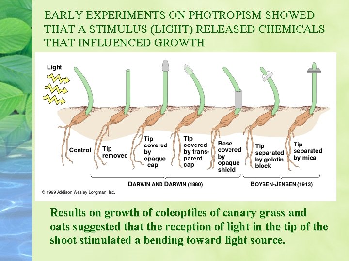 EARLY EXPERIMENTS ON PHOTROPISM SHOWED THAT A STIMULUS (LIGHT) RELEASED CHEMICALS THAT INFLUENCED GROWTH