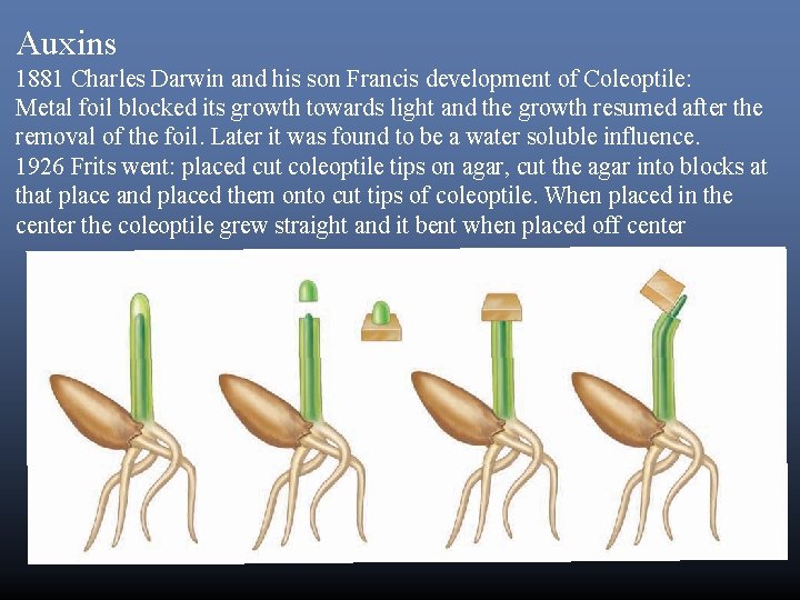 Auxins 1881 Charles Darwin and his son Francis development of Coleoptile: Metal foil blocked