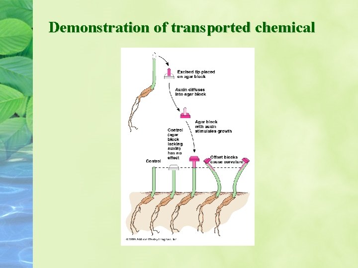 Demonstration of transported chemical 