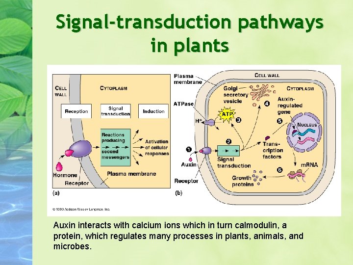 Signal-transduction pathways in plants Auxin interacts with calcium ions which in turn calmodulin, a