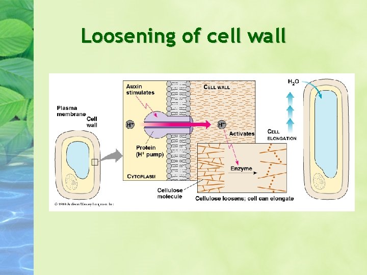 Loosening of cell wall 