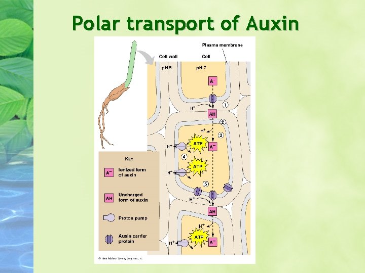 Polar transport of Auxin 