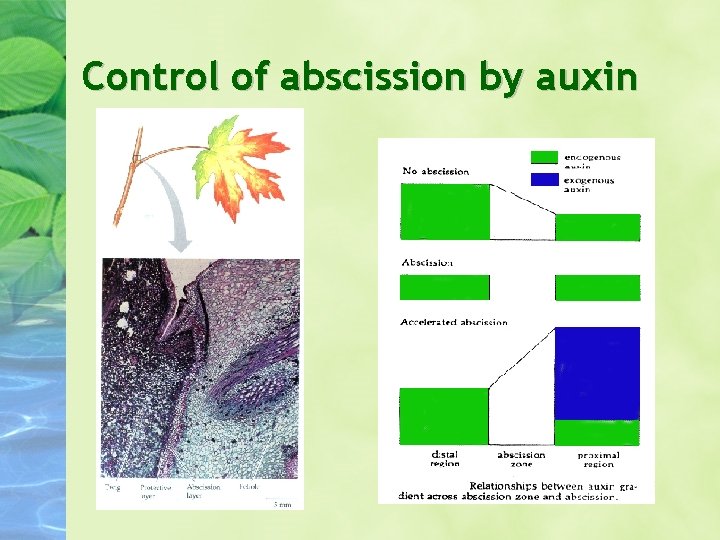 Control of abscission by auxin 