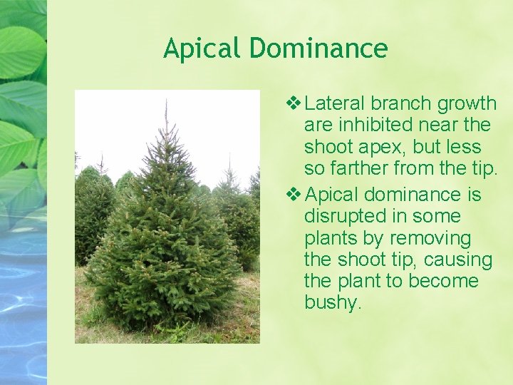 Apical Dominance Lateral branch growth are inhibited near the shoot apex, but less so