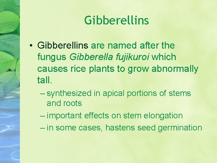 Gibberellins • Gibberellins are named after the fungus Gibberella fujikuroi which causes rice plants