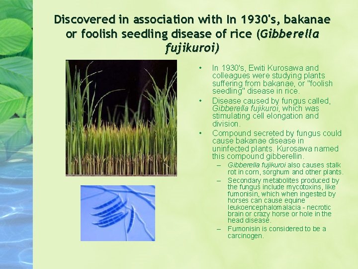 Discovered in association with In 1930's, bakanae or foolish seedling disease of rice (Gibberella