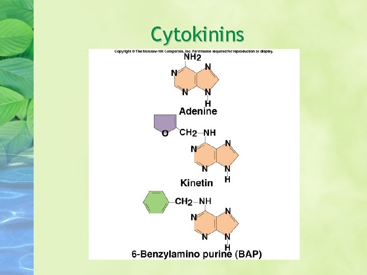 Cytokinins 