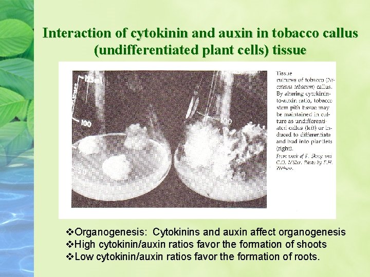 Interaction of cytokinin and auxin in tobacco callus (undifferentiated plant cells) tissue Organogenesis: Cytokinins