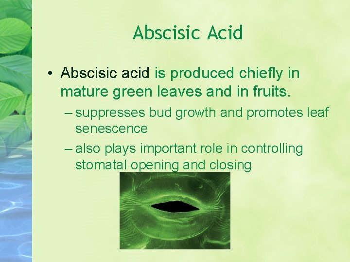 Abscisic Acid • Abscisic acid is produced chiefly in mature green leaves and in