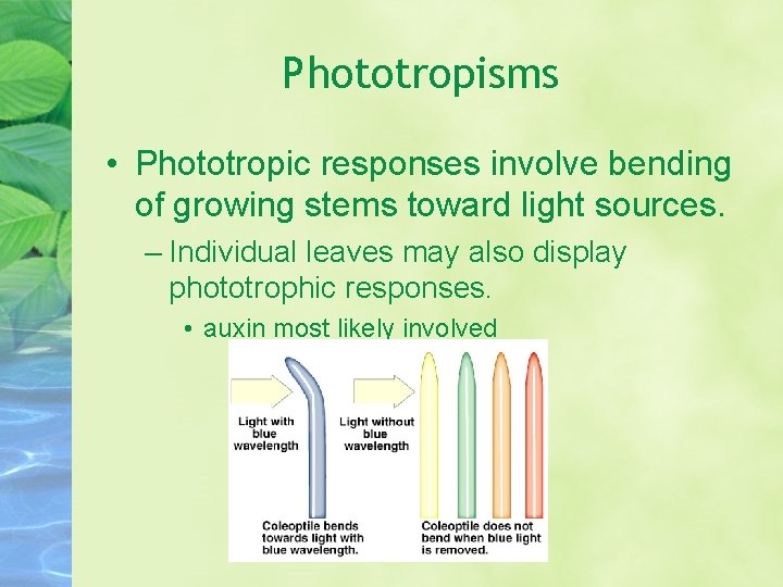 Phototropisms • Phototropic responses involve bending of growing stems toward light sources. – Individual