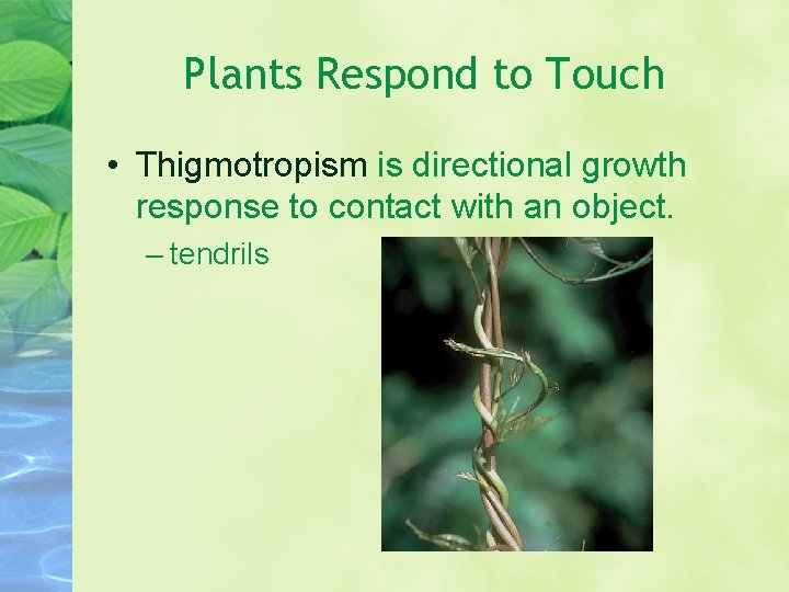 Plants Respond to Touch • Thigmotropism is directional growth response to contact with an