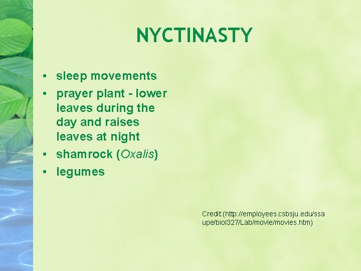 NYCTINASTY • sleep movements • prayer plant - lower leaves during the day and