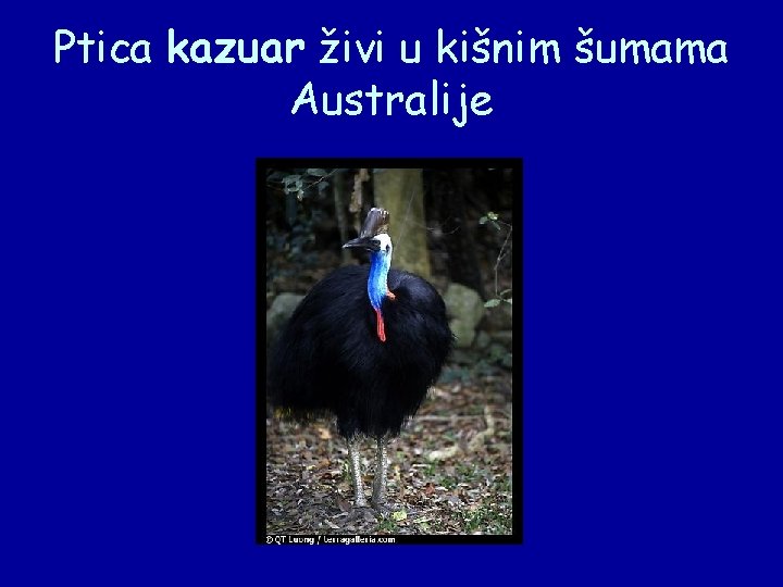 Ptica kazuar živi u kišnim šumama Australije 
