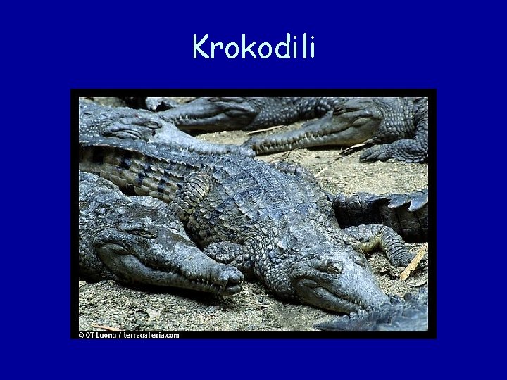 Krokodili 